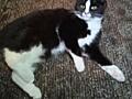 Отдам котиков в добрые руки.