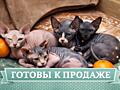 Элитные котята канадского сфинкса — в продажу