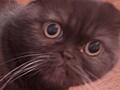 Отдам породистого кота