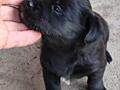 Отдам щенка.
