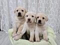 Щенки Лабрадора - Ретривера