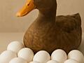Продаются утиные яица