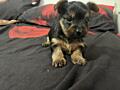 Продам щенков Йоркширского терьера