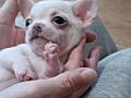 Щенки Чихуахуа