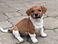 Щенки Джек Рассел