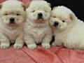 Чау чау - отличные щенки