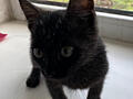 Черный кот. Отдам в добрые руки