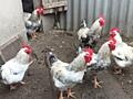 Продам петухов