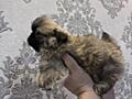 Продается щенок пекинеса