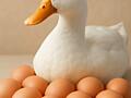 В продаже утиные яица