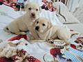 Щенки Лабрадора - Ретривера
