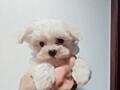 , Щенки мальтийской болонки (bichon maltese)