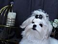 Кукольные щенки мальтезе