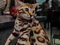 Бенгальские котята