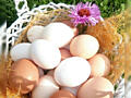 Домашние куриные яйца