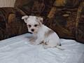 Мини мальчик bichon