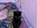 Отдам двух котят в добрые руки звонить 24 24