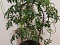 Комнатный жасмин и др. комнатные кустарники доставим бесплатно