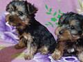 Йоркширский терьер мальчики