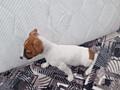 Продам щенков