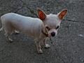 Продам Чихуахуа