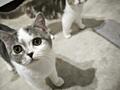 Продаю котят