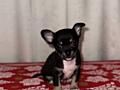 Продам щенков чихуахуа