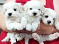 Щенки МАЛЬТИЙСКОЙ БОЛОНКИ (Мальтезе) с документами!