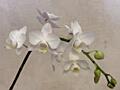 Продам орхидею