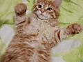Мейн-кун котята - метисы