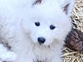 Щенки Самоеда