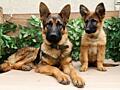 Щенки немецкой овчарки зонарного окраса