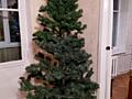 Продам елку сосну Сосна 900 руб высота 170 см Елка 230см 1000 руб Хор
