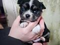 Продам девочку осталась черная мини чихуахуа