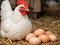 Продаются домашние куриные яйца