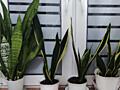 Продам сансевьерии