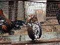 Продам: декоративные курочки и петушки
