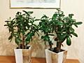 Денежное дерево, Crassula из Южной Африки, приносит достаток в дом!