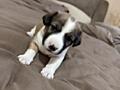 Продам щенят порода Jack ruslle terrier