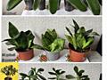 Комнатные растения продам