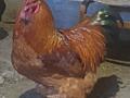 Продам петухов, 2025 года рождения!