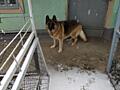 Продам немецкую овчарку(сука) 9лет 100у. е. в Тирасполе