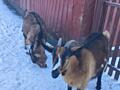 Продам беременных козочек (первый окот)