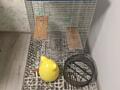Продам клетку для шиншиллы