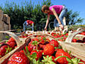 Германия. Сбор клубники. Мест все меньше. Выезд в июне!