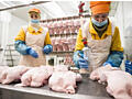 Завод по переработке куриного мяса! Работа для мужчин и женщин