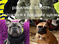 Щенки французского бульдога готовятся к продаже