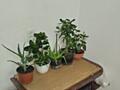 Продается алоэ, каланхоэ, денежное дерево