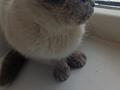 Продам сиамскую кошку