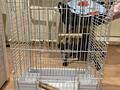 Продаю КЛЕТКУ и ИГРУШКИ для крупных попугаев (корелла)